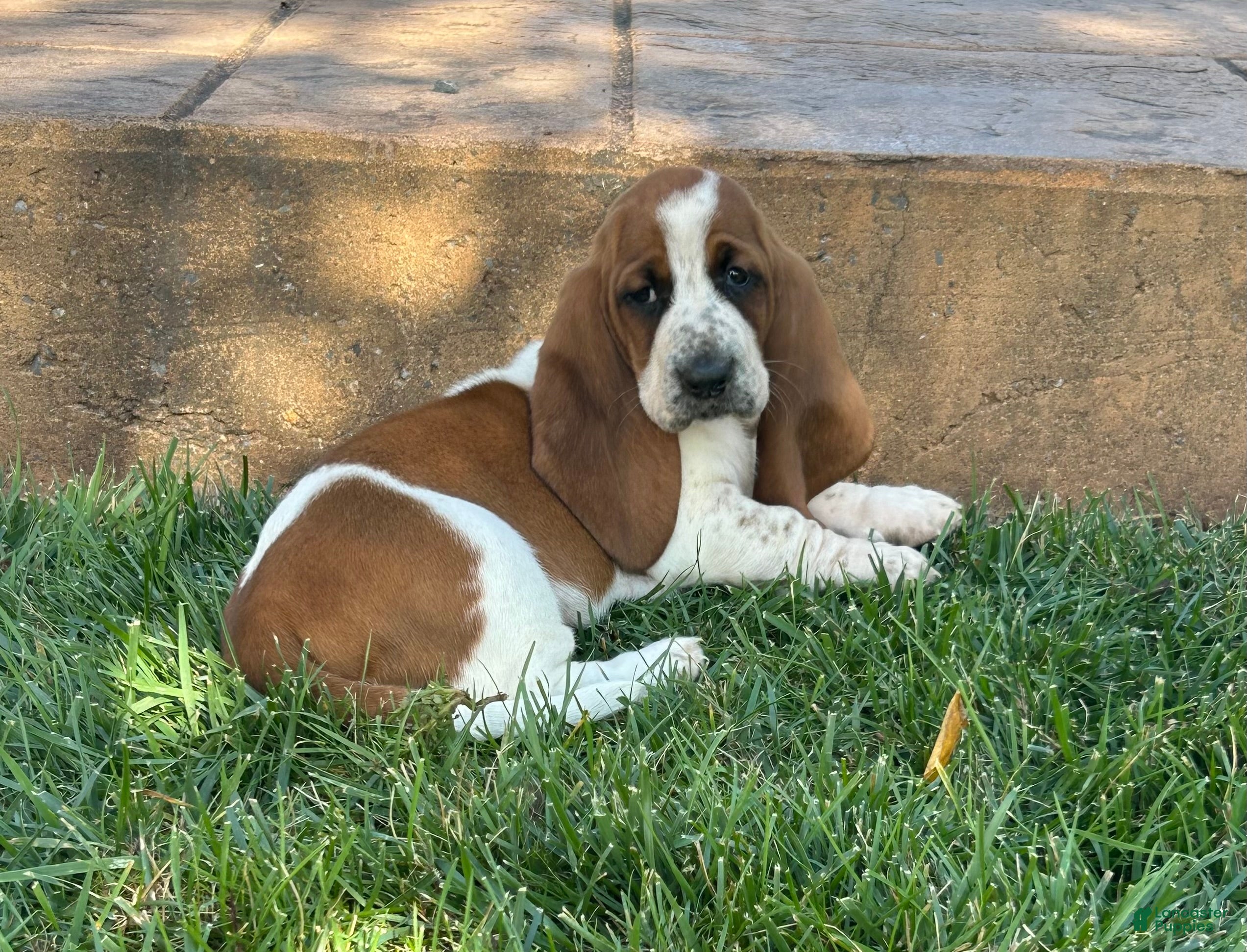 Miniature Basset Basset Hound Puppies Sale Adoption Basset Hounds