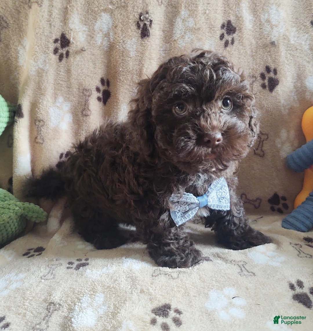 Maltipoo dogs for sale: Chocolate Chunk  - Ad 5
