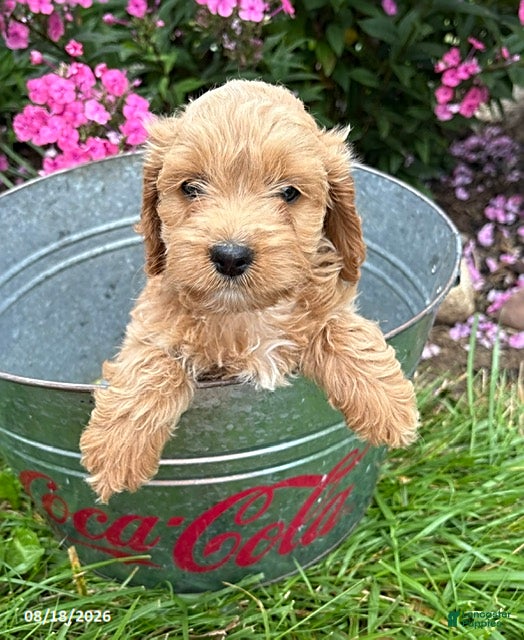 Cockapoo dogs Bailey - Ad 1