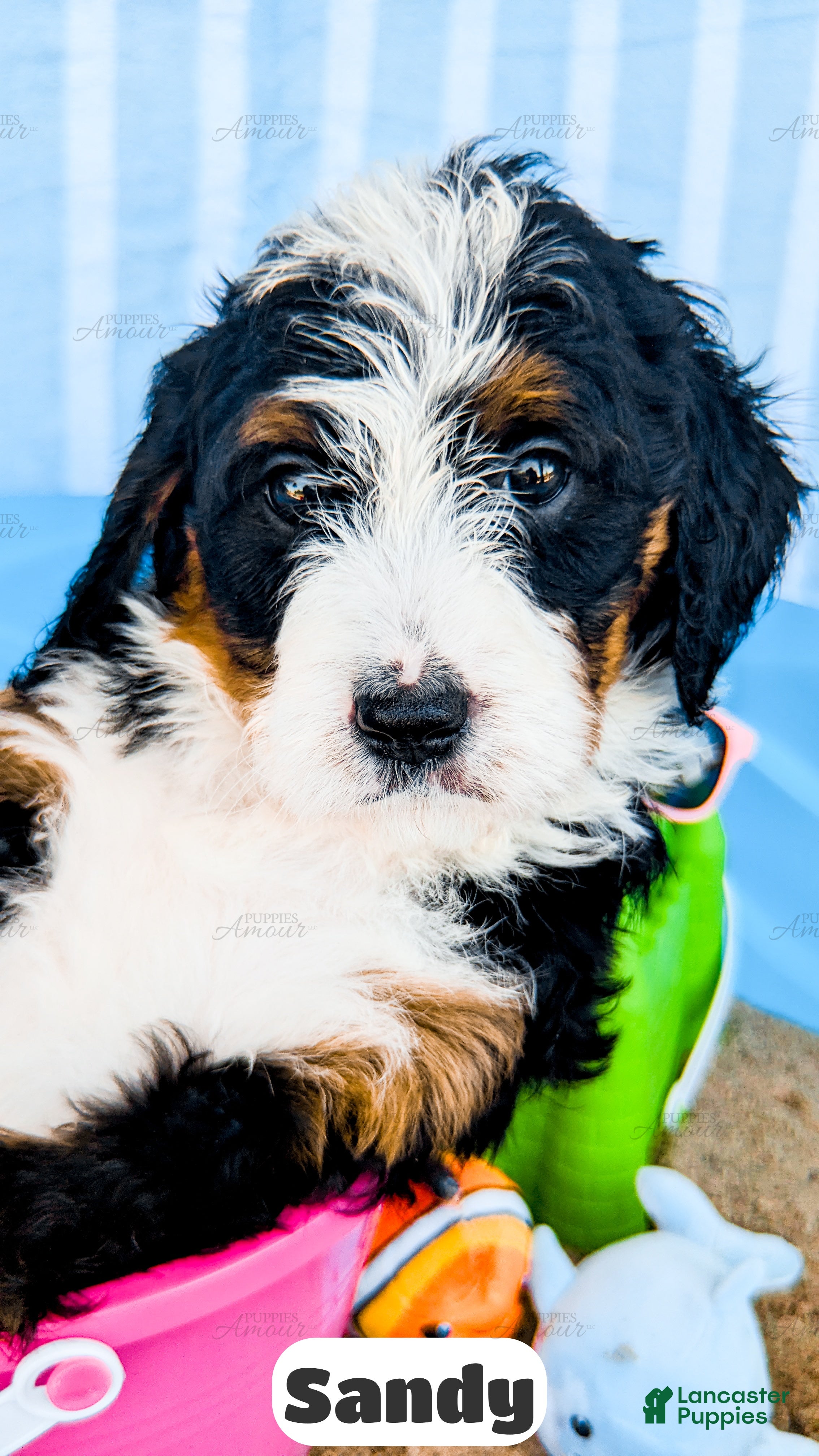 Bernedoodle dogs Sandy - Ad 2