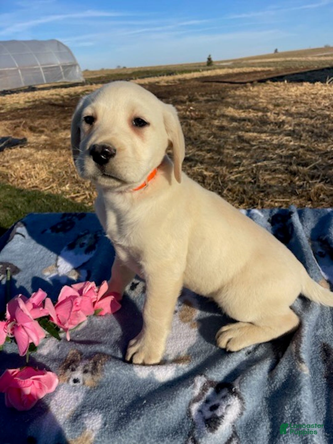 Labrador Retriever dogs for sale: Casper - Ad 2