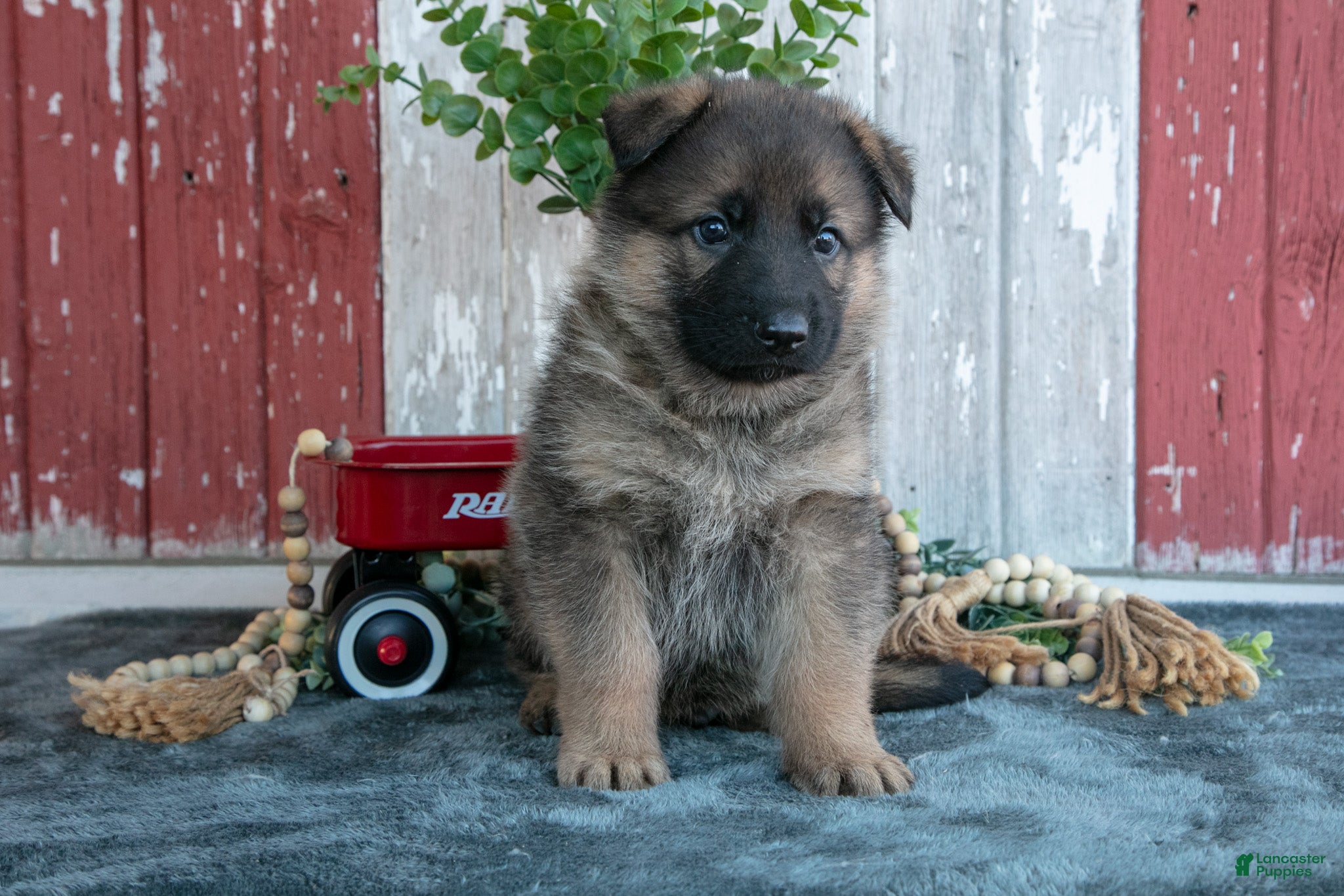 German Shepherd dogs for sale: Kyrie - Ad 1
