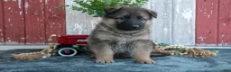 German Shepherd dogs for sale: Kyrie - Ad 1