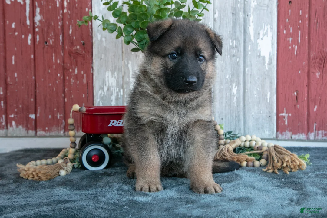 German Shepherd dogs for sale: Kyrie - Ad 1