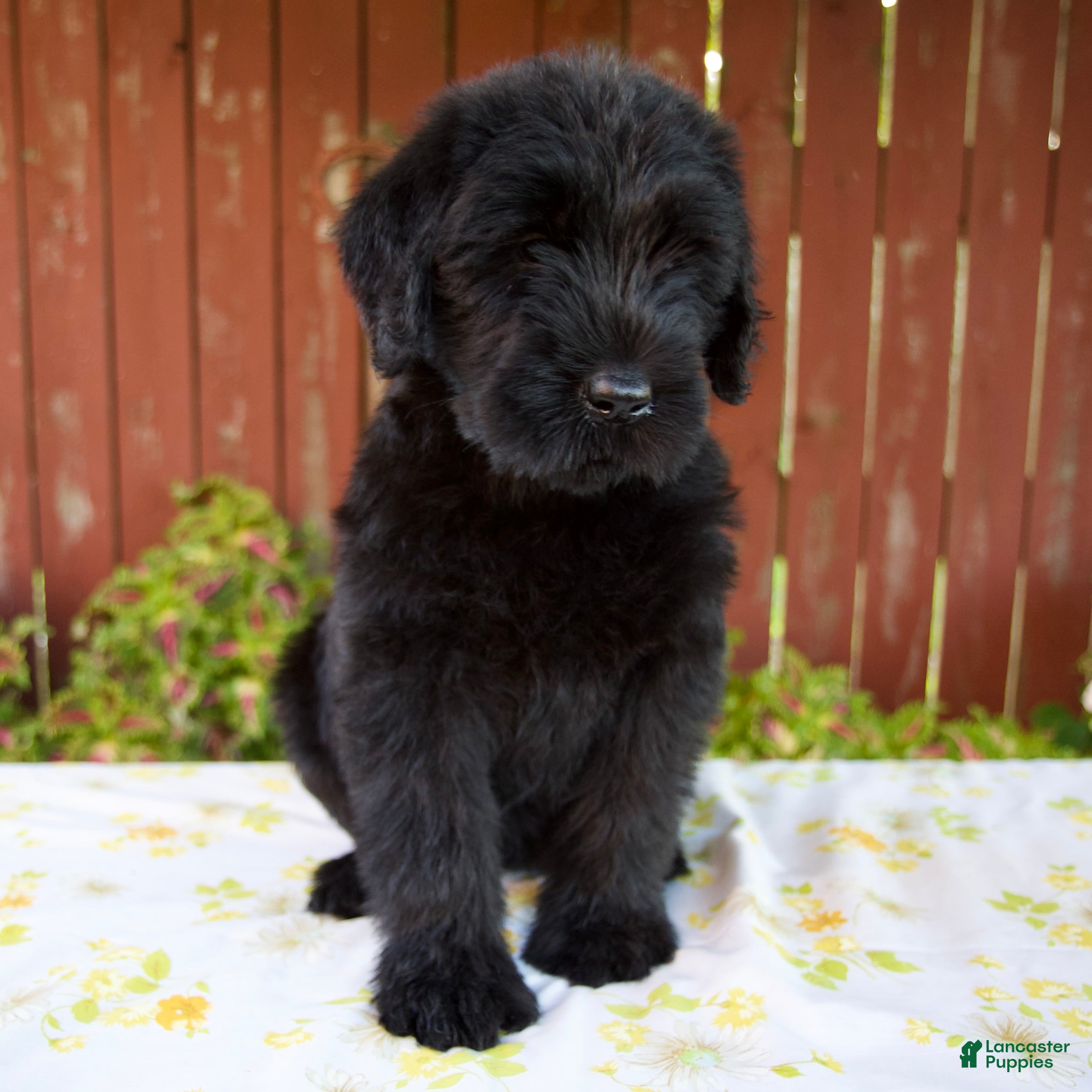 Giant Schnauzer dogs Rhonda - Ad 1