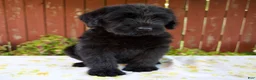 Giant Schnauzer dogs for sale: Rhonda - Ad 1