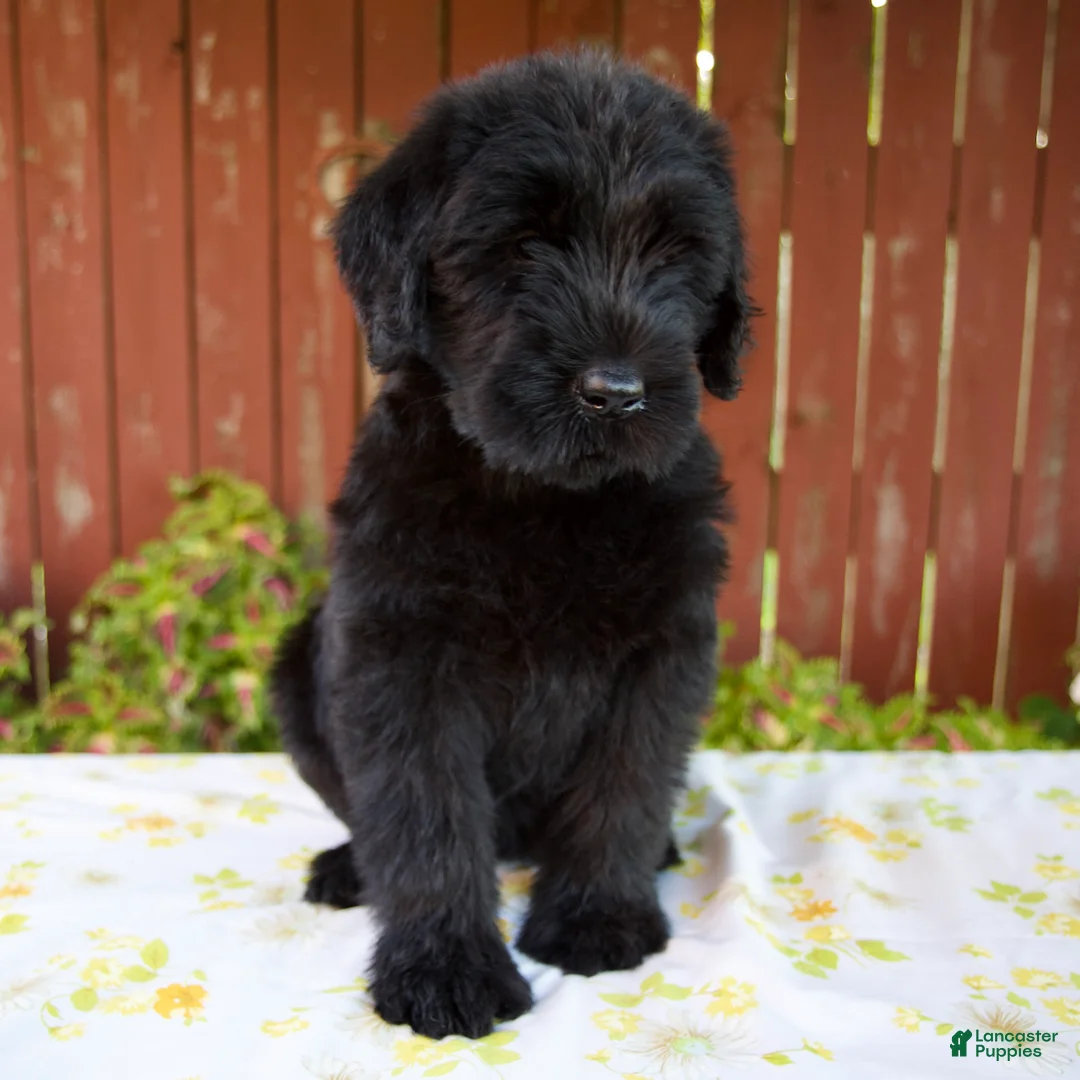 Giant Schnauzer dogs for sale: Rhonda - Ad 1