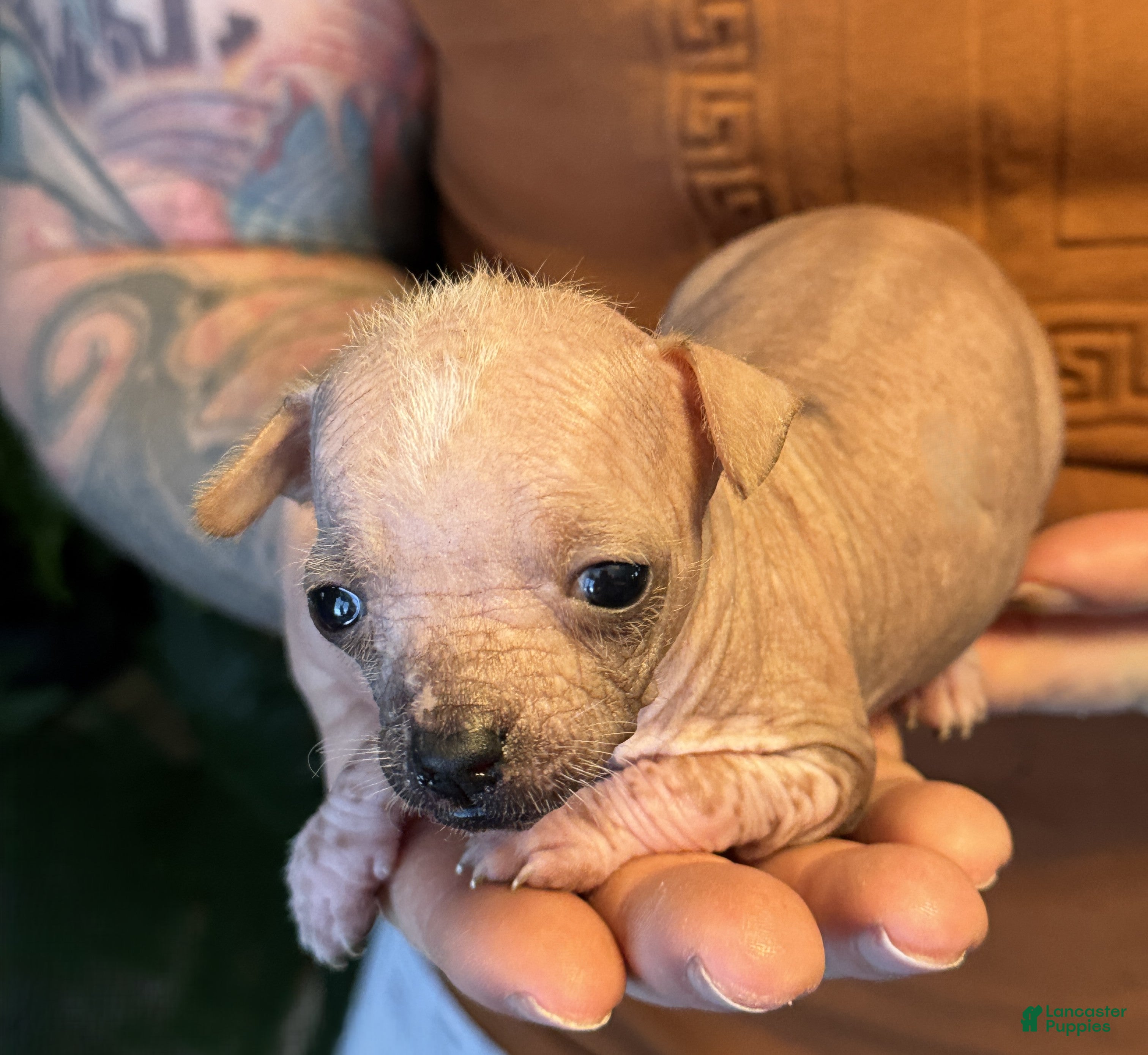 Mixed Breed dogs Princess  - Ad 24