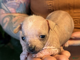 Mixed Breed dogs Princess - Ad 24