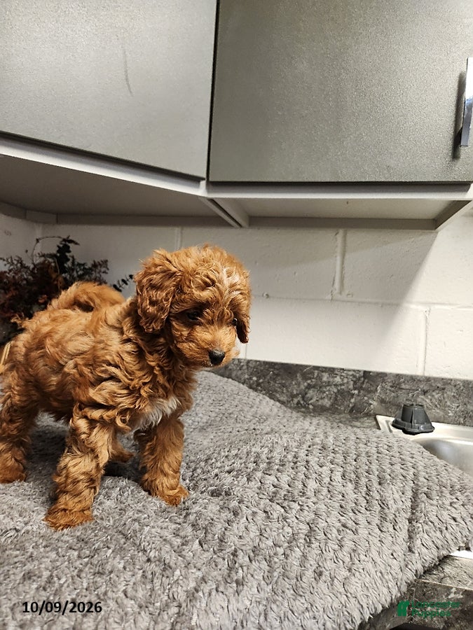 Mini Goldendoodle dogs Brooke - Ad 2