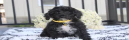 Yorkiepoo dogs for sale: Ranger  - Ad 6