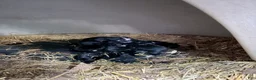 Bernese Mountain Dog dogs for sale: Bernese Mountain Dog Puppy 4 - Ad 1