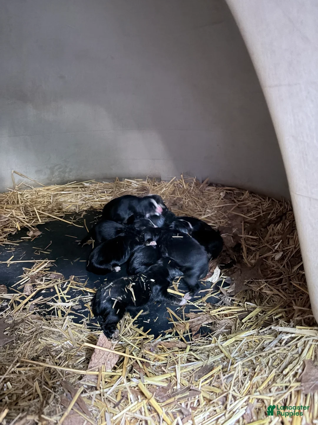 Bernese Mountain Dog dogs for sale: Bernese Mountain Dog Puppy 4 - Ad 1