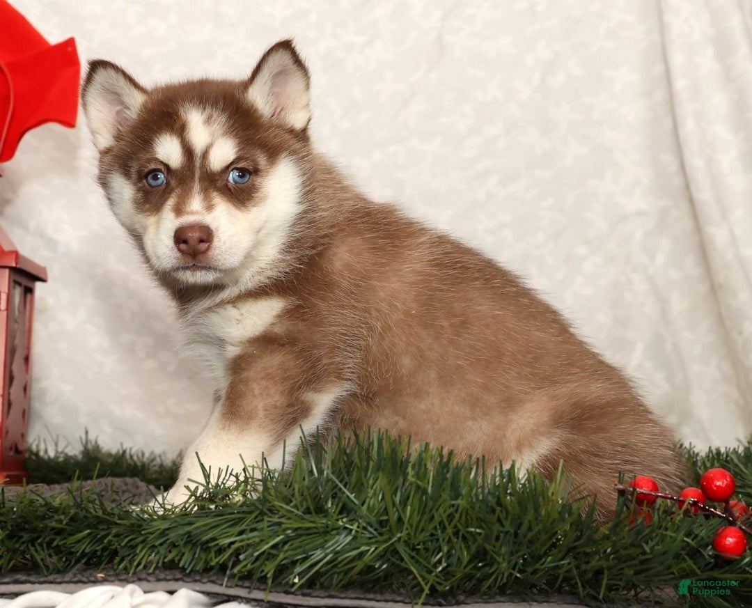 Siberian Husky dogs for sale: Mary - Ad 2