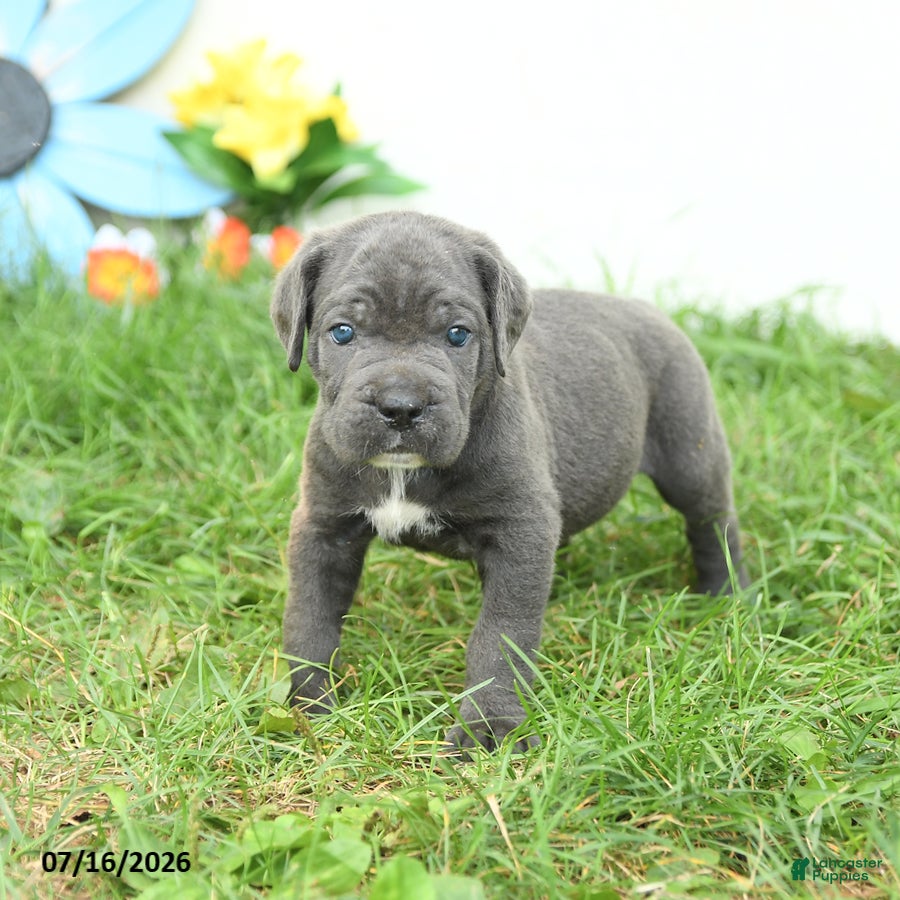 Cane Corso dogs Russell - Ad 2
