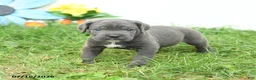 Cane Corso dogs for sale: Russell - Ad 2