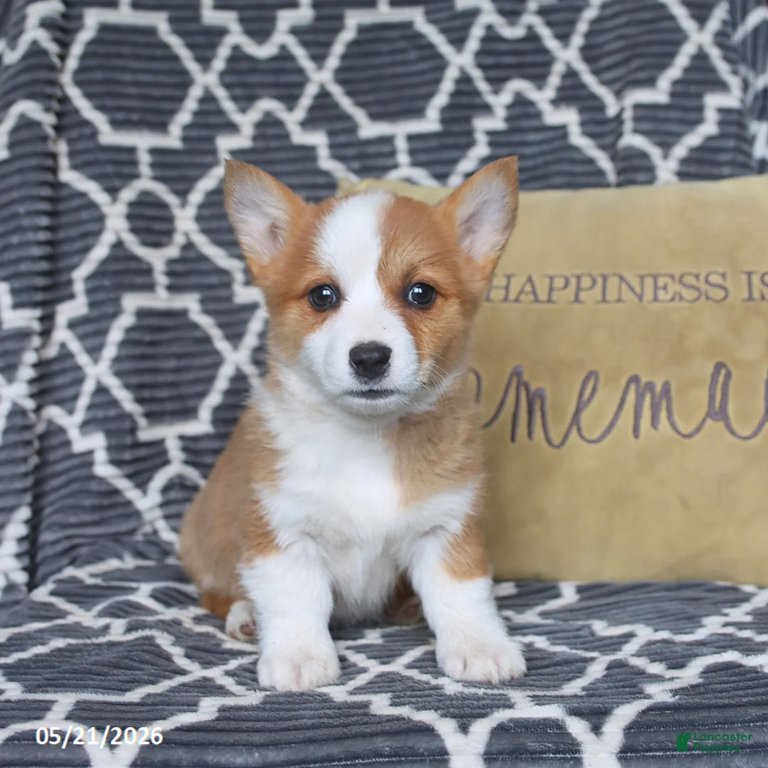 Welsh Corgi Pembroke dogs for sale: Hazel - Ad 1