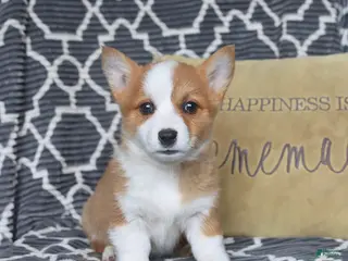 Welsh Corgi Pembroke dogs for sale: Hazel - Ad 3