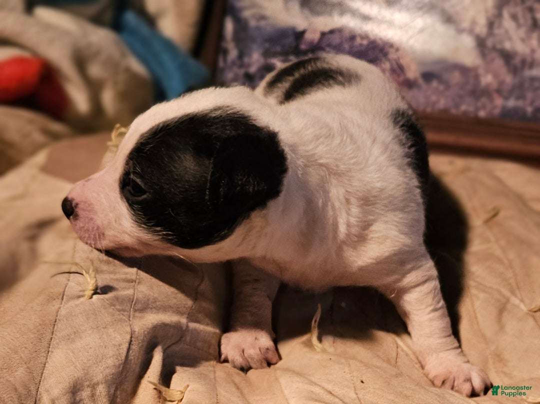 Border Collie dogs for sale: Rocky (Call-Text) - Ad 12