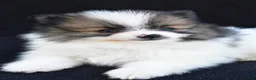Pomeranian dogs for sale: Ollie - Ad 6