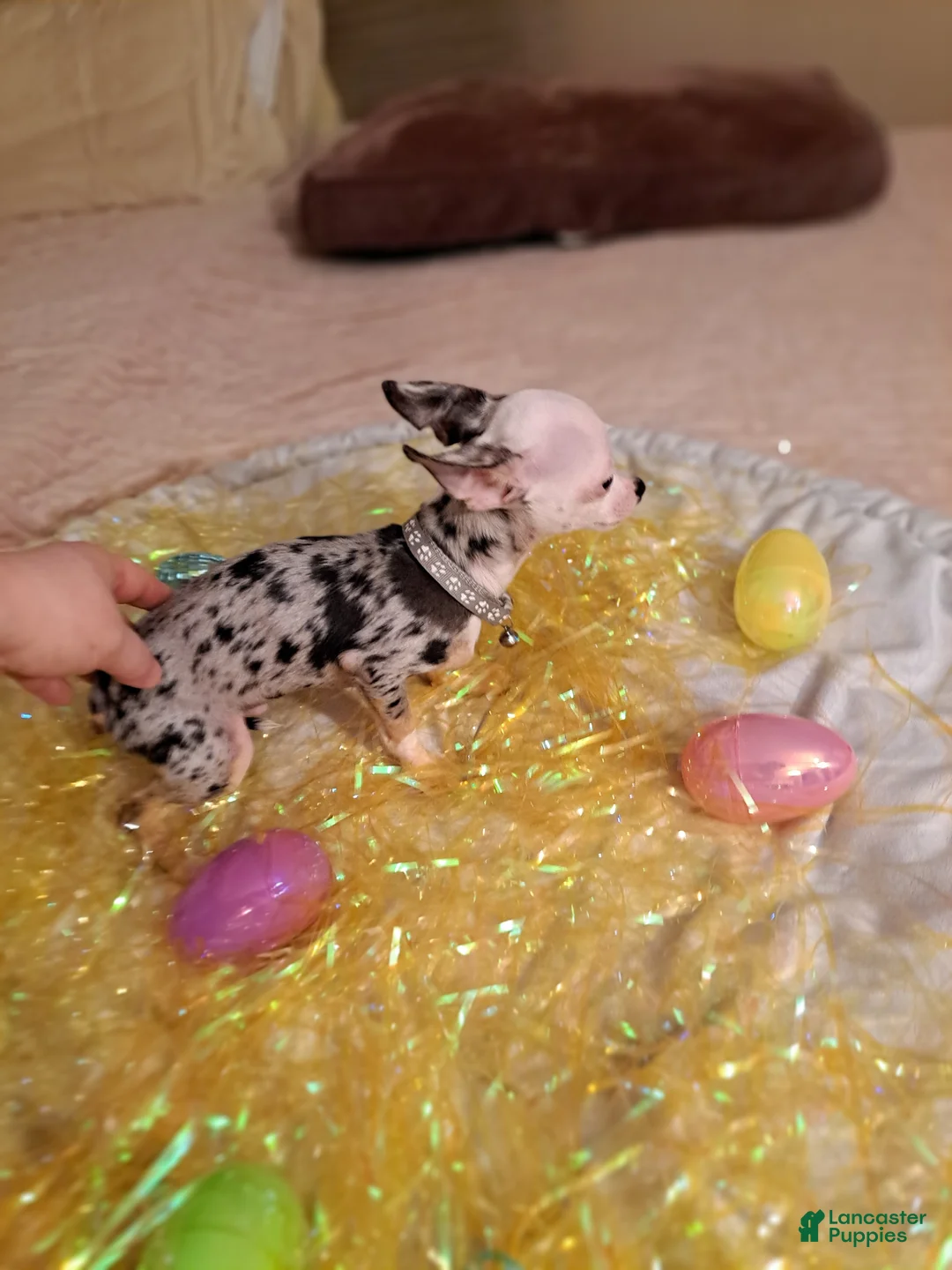 Chihuahua dogs for sale: Toy jojo - Ad 1