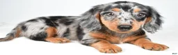 Dachshund dogs for sale: Cassandra - Ad 3