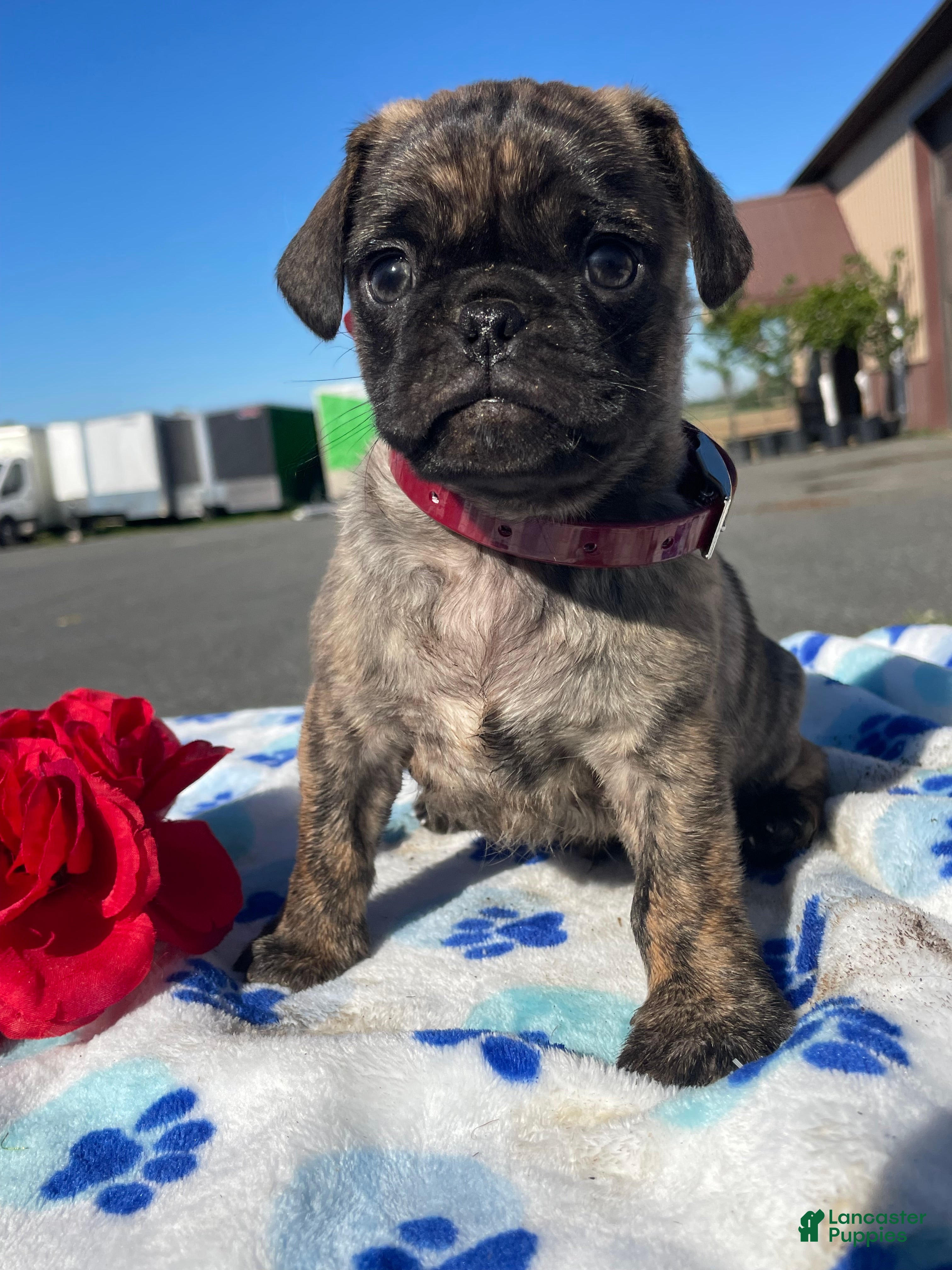 Pug dogs Bogart - Ad 42