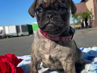 Pug dogs Bogart - Ad 42