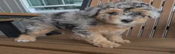 Miniature Poodle dogs for sale: Rosie - House raised House trained - Ad 4