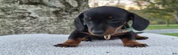 Miniature Dachshund dogs for sale: Peanut  - Ad 14