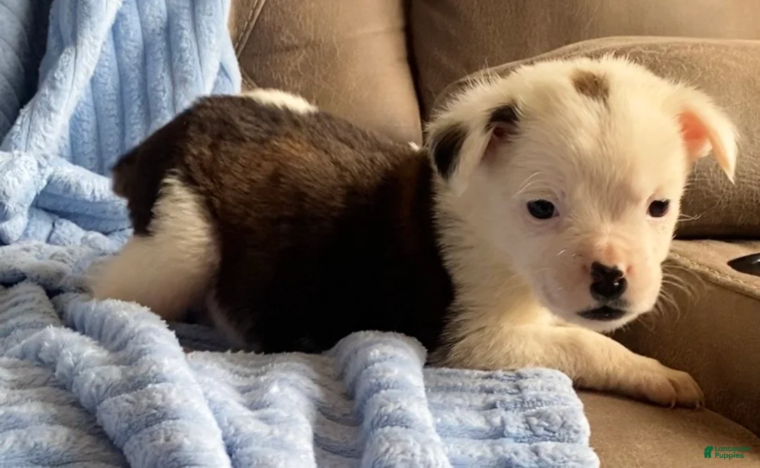 Mixed Breed dogs for sale: Lily - Ad 5