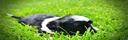 Havapoo dogs for sale: Savvy - Ad 12