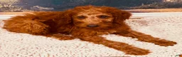 Goldendoodle dogs for sale: 💛 Mr. Yellow - Ad 14