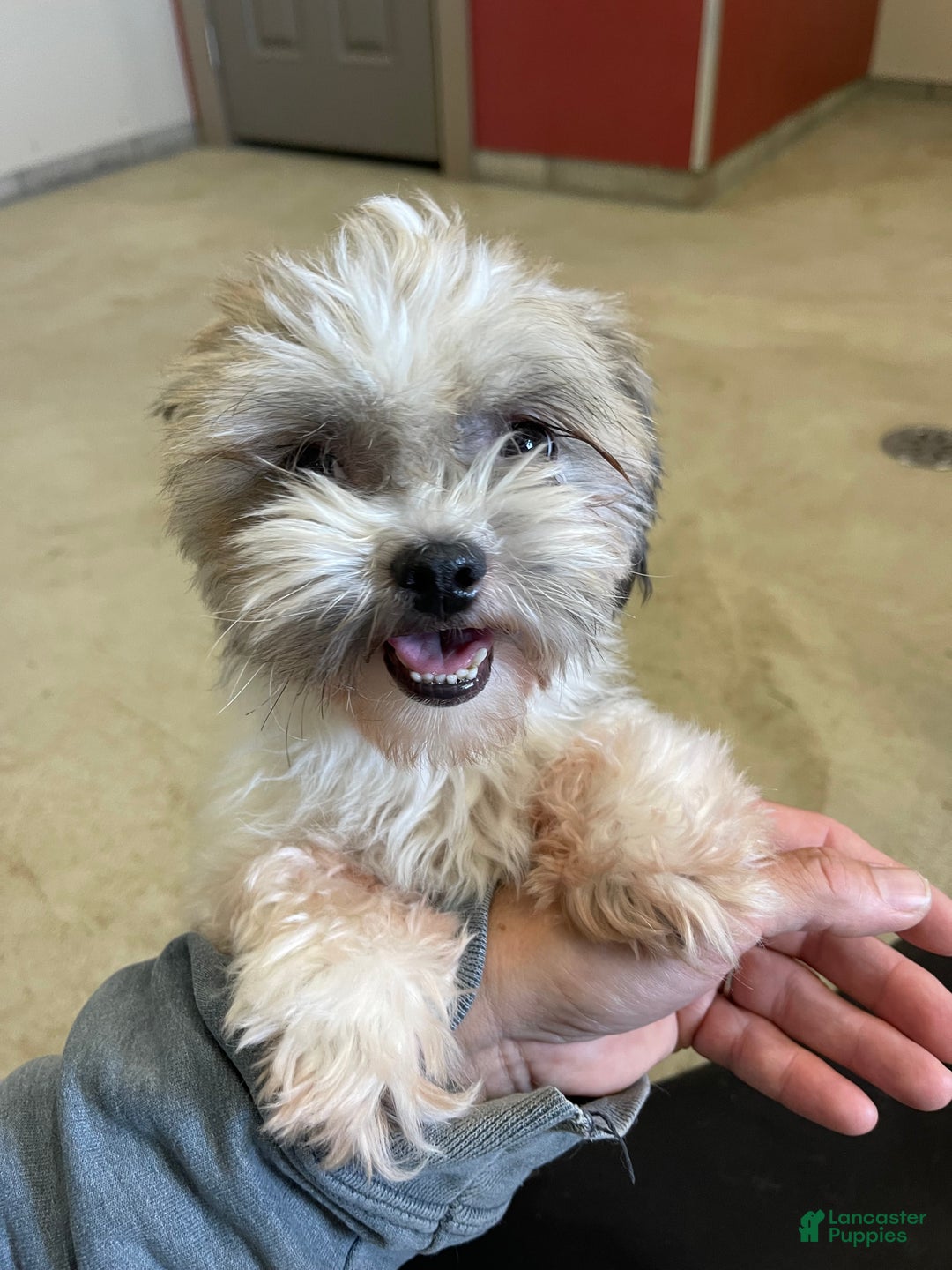 Shih Tzu dogs for sale: Carl - Ad 4