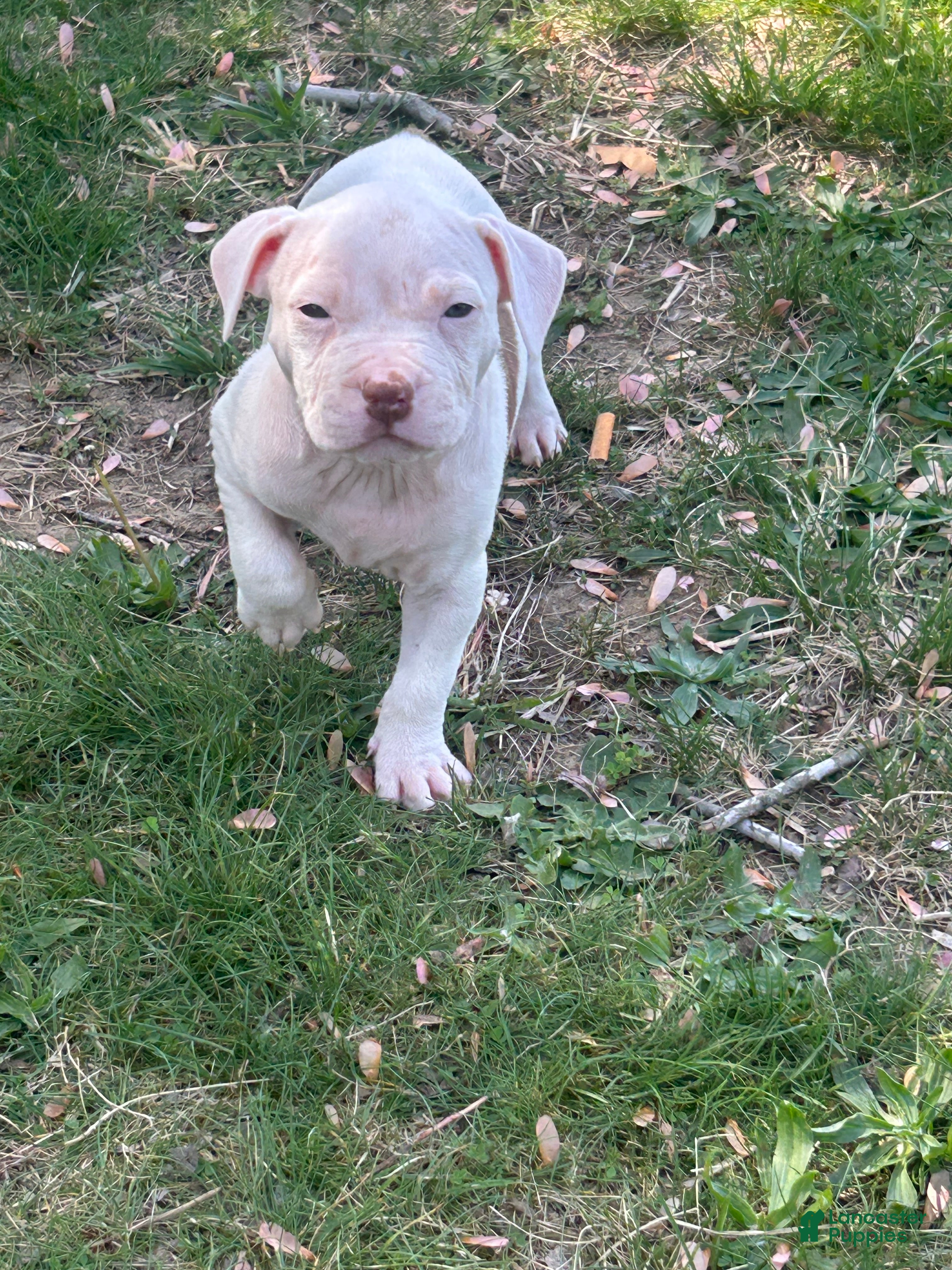 American Bully dogs American Bully Puppy 9 - Ad 26