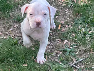 American Bully dogs American Bully Puppy 9 - Ad 26
