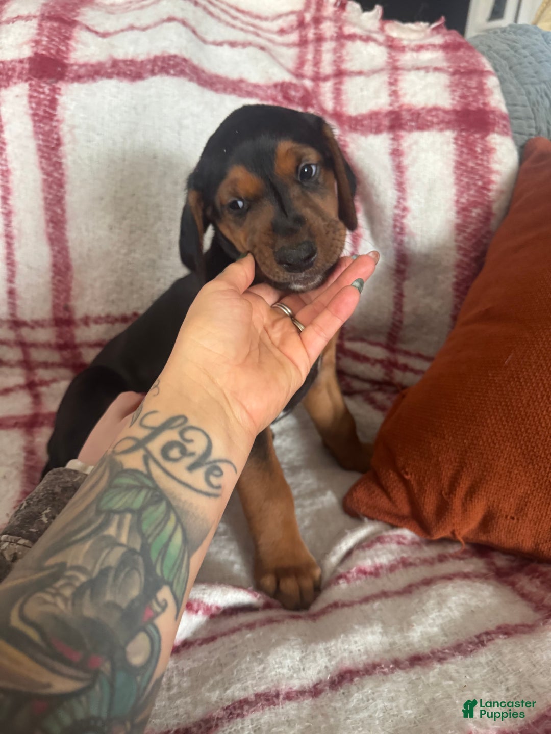 Mixed Breed dogs for sale: Mixed Breed Puppy 4 - Ad 21