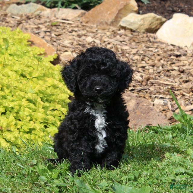 Toy Poodle dogs Bella  - Ad 2