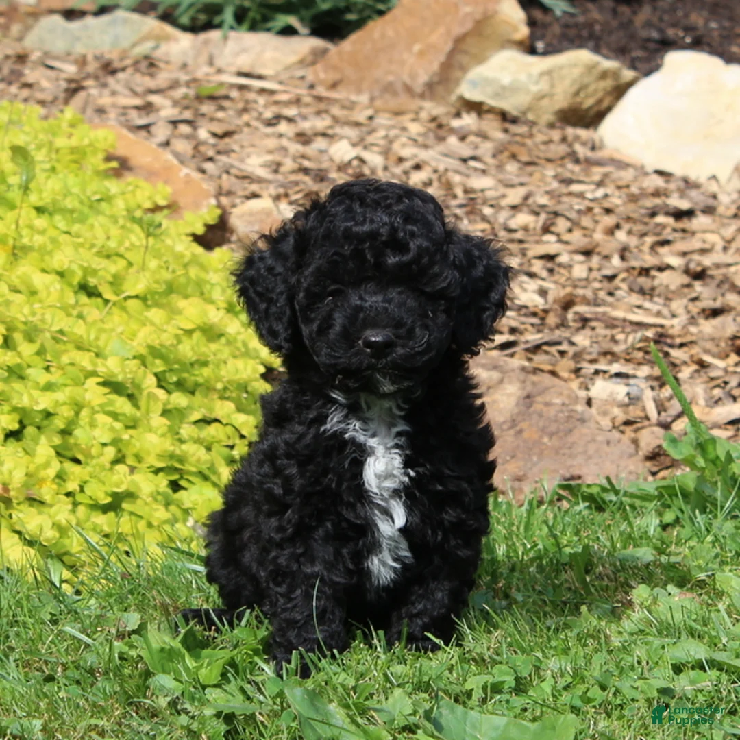 Toy Poodle dogs for sale: Bella  - Ad 2