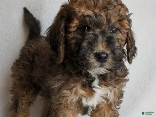 Mini Goldendoodle dogs Diesel F1B - Ad 6