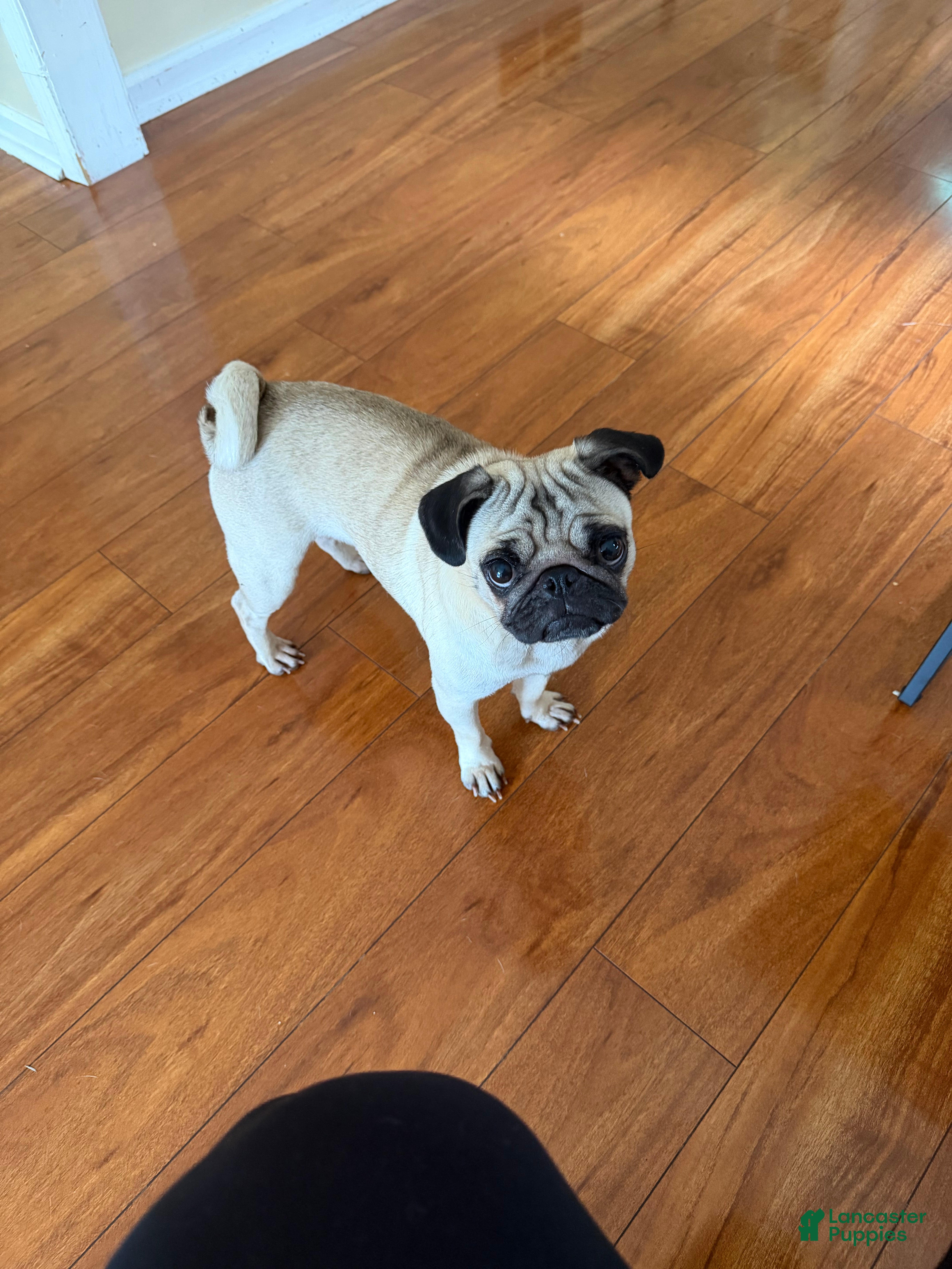 Pug dogs Pug 1 - Ad 12