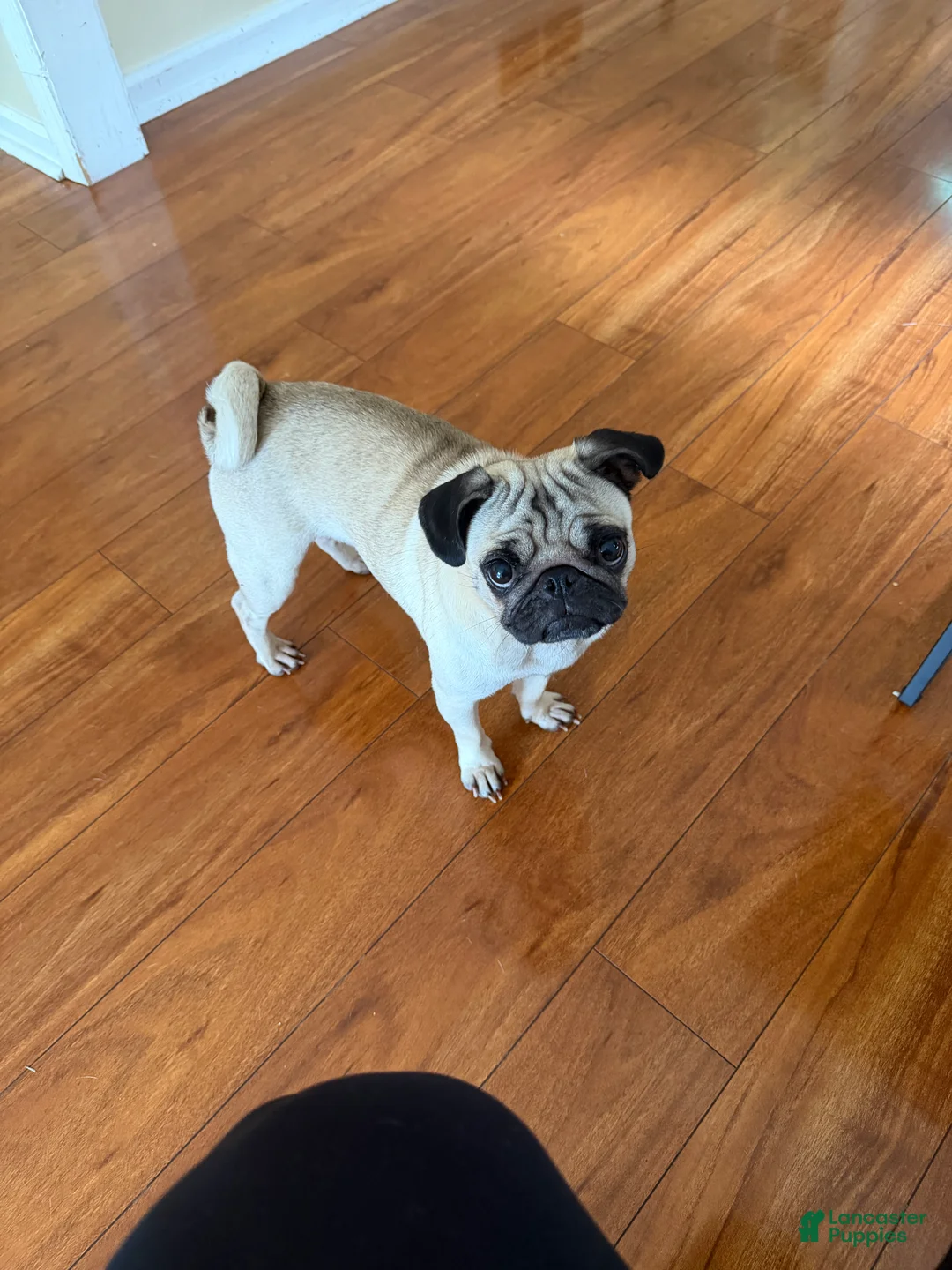 Pug dogs for sale: Pug 1 - Ad 1