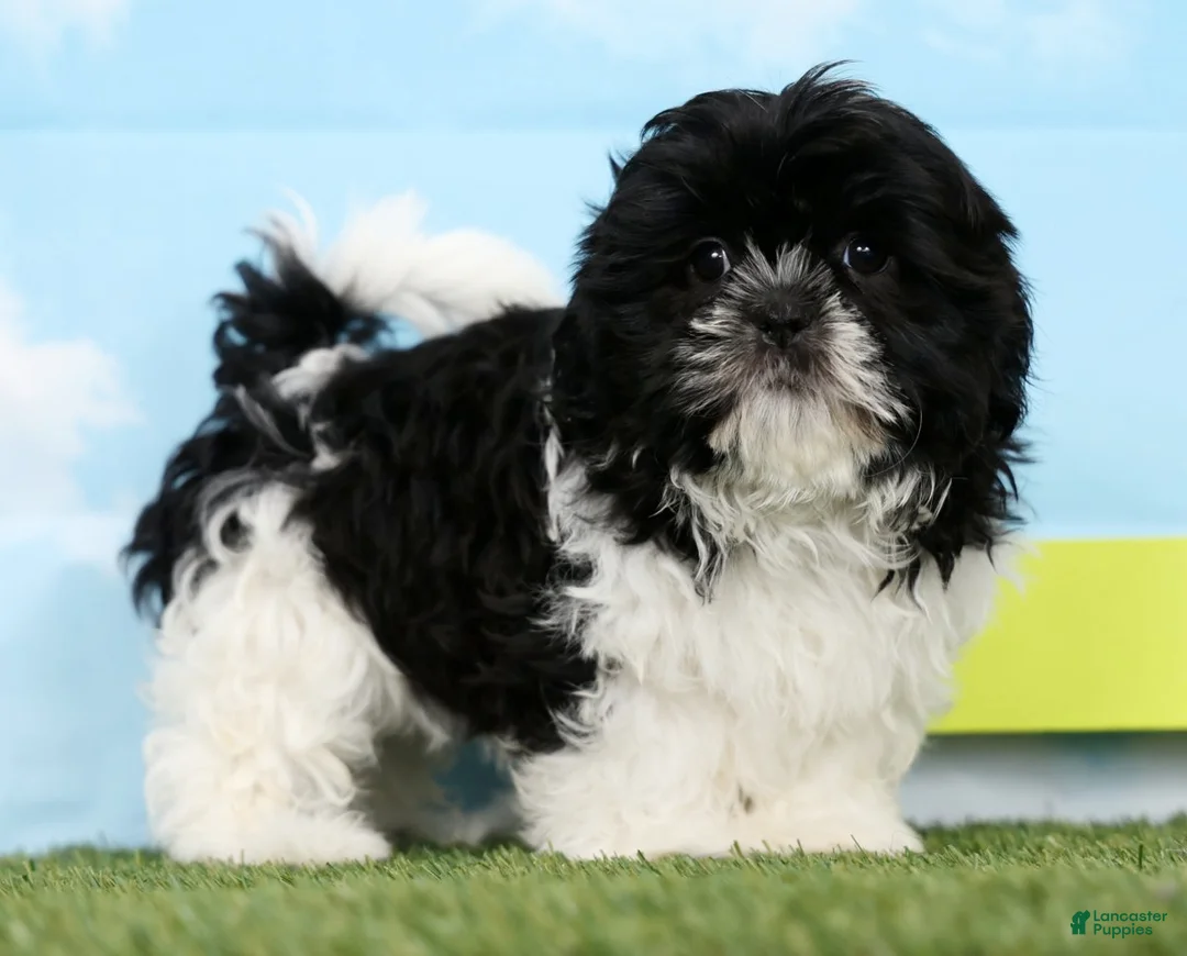 Shih Tzu dogs for sale: Stella - Ad 3