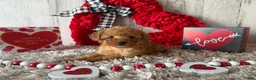 Toy Poodle dogs for sale: Uzay - Ad 3