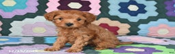 Mixed Breed dogs for sale: Jeff - Ad 1