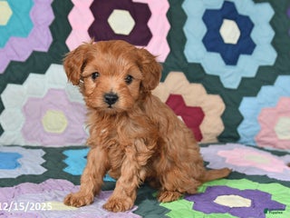 Mixed Breed dogs Jeff - Ad 7