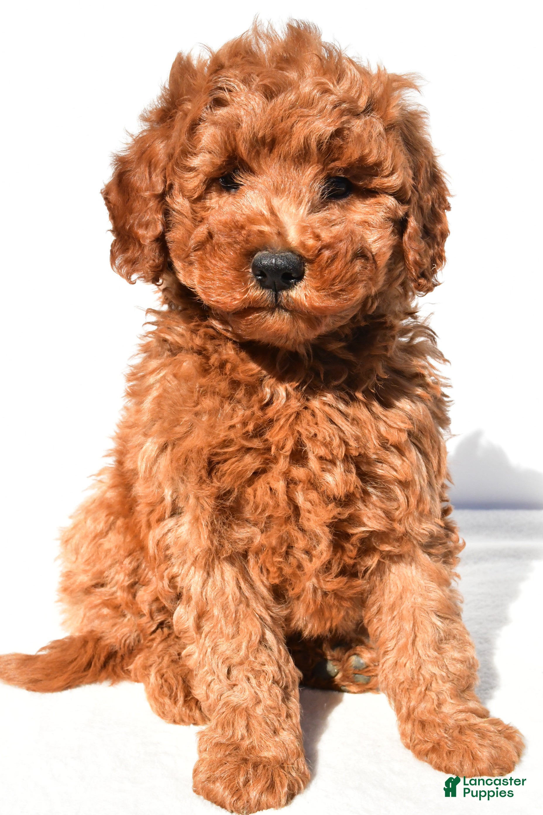 Mini Goldendoodle dogs Rosie - Ad 1