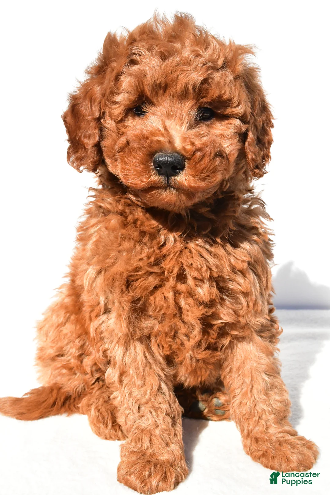 Mini Goldendoodle dogs for sale: Rosie - Ad 1
