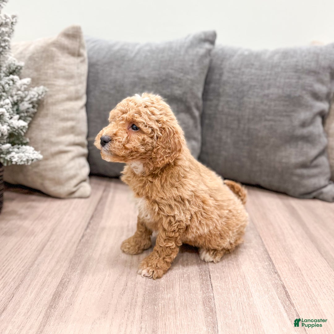 Goldendoodle dogs for sale: Flash - Ad 4