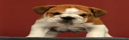 English Bulldog dogs for sale: Baxter - Ad 4